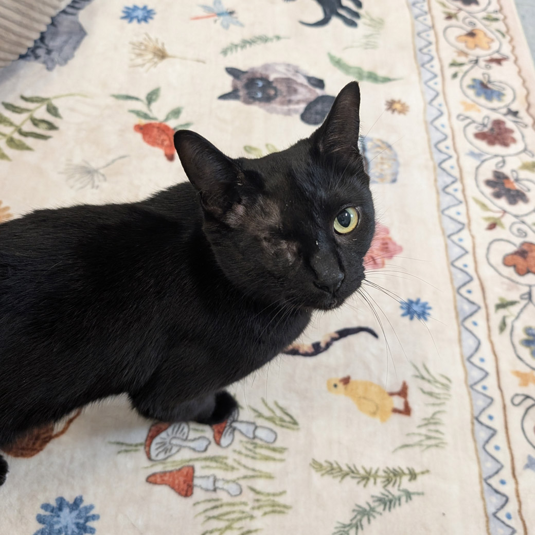 Genevieve the cat is ready to be adopted!