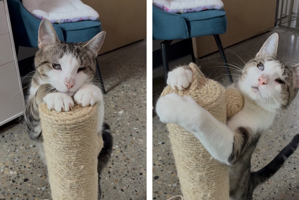 Carmelita