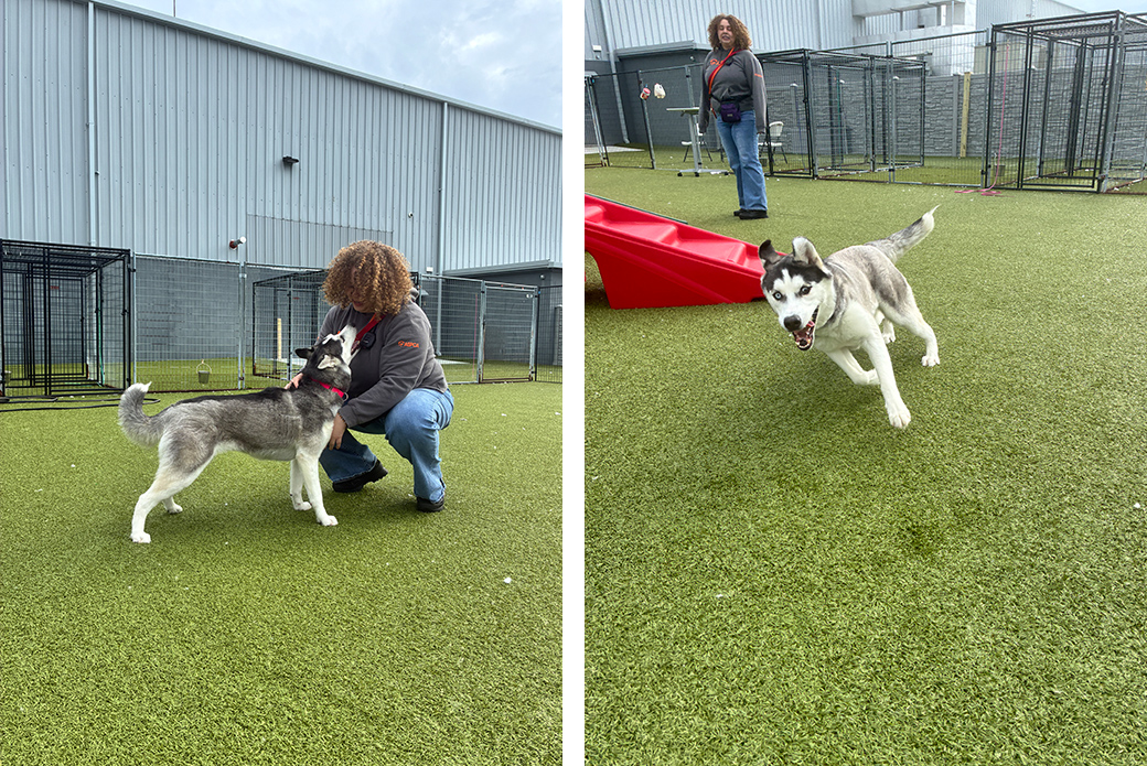 left: Maroon getting pets, right: Maroon running around 