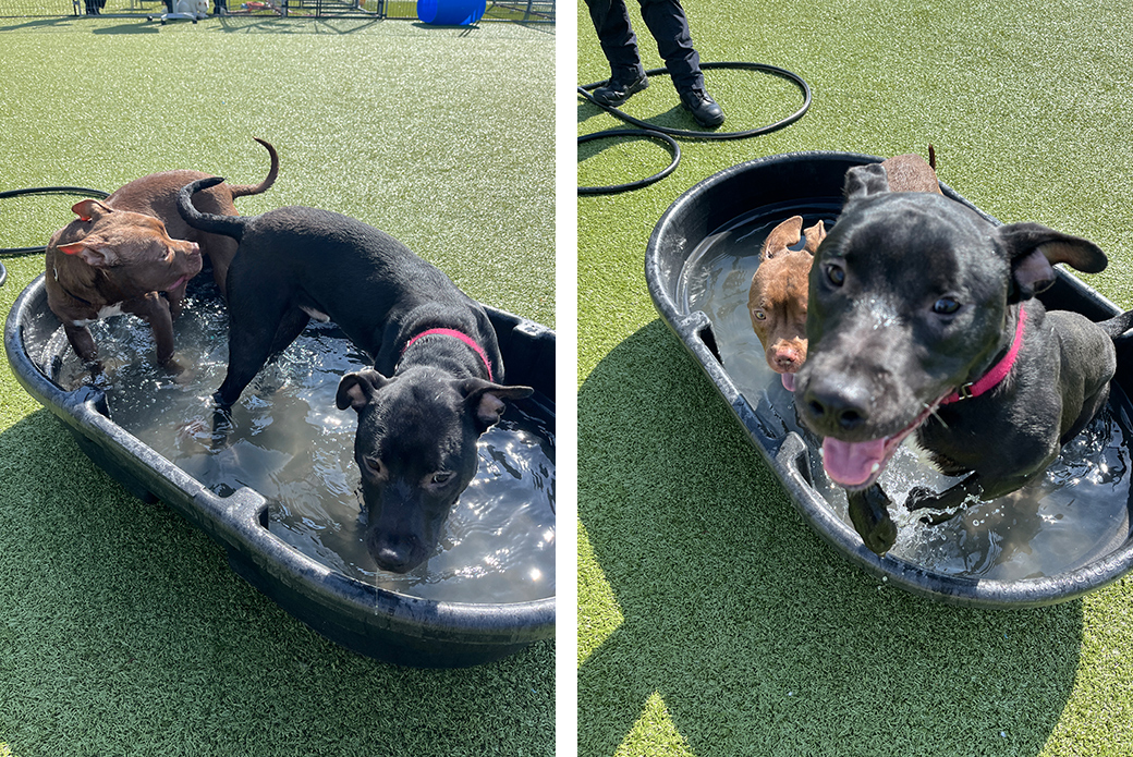 Pauly playing in a puppy pool