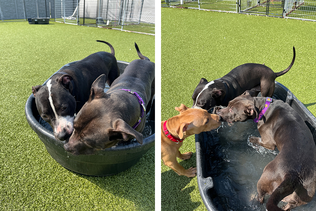 Samoa playing with other dogs in a puppy pool
