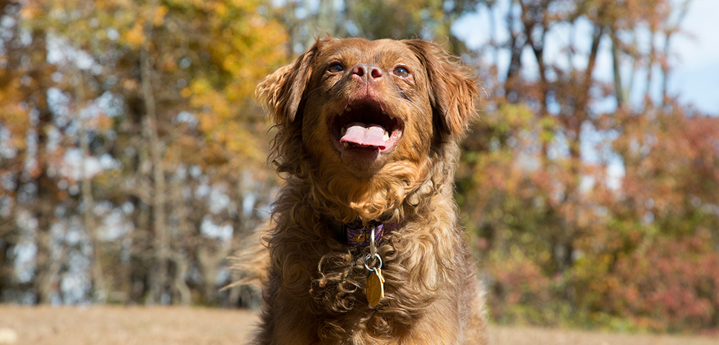 From Cruelty Victim to Helper Dog: Toefu's Inspiring Recovery