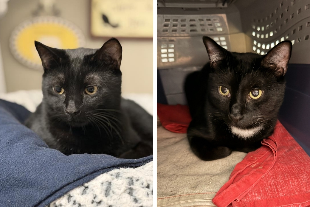 Two black cats lying down in cat beds