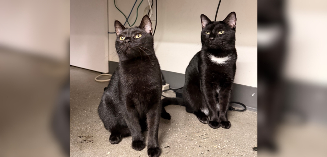 Two black cats sitting next to each other