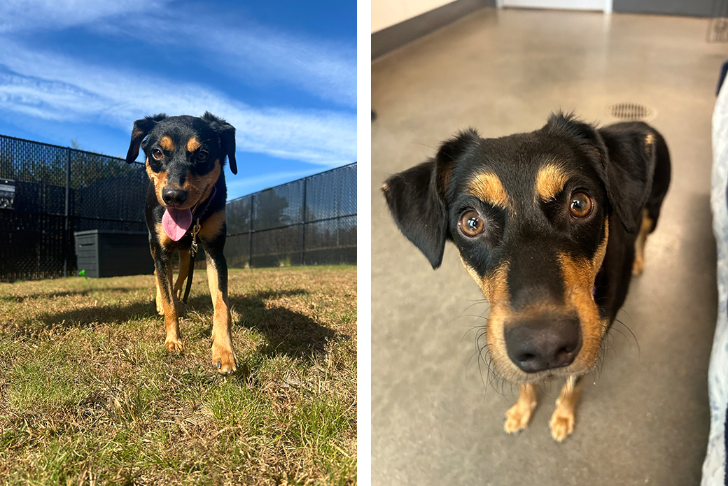 A black and brown dog playing outside, and the same dog looking up at the viewer