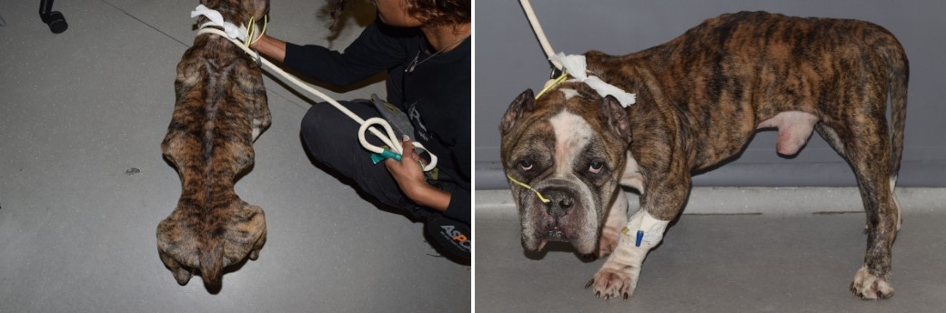Exam photos of sick and underweight dog