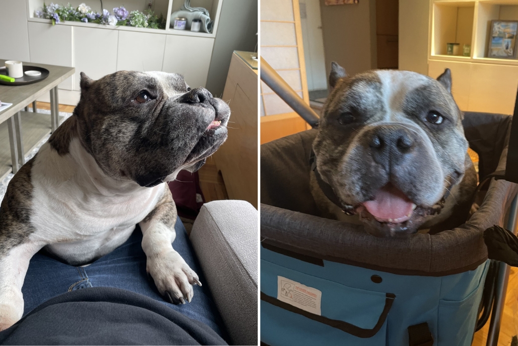 Happy dog on someone's lap and riding in a trolley
