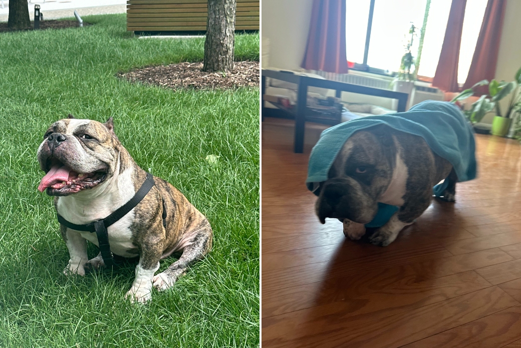 Smiling dog sitting in a yard and dog drying off with a towel