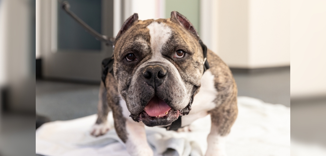 Smiling dog looking at viewer