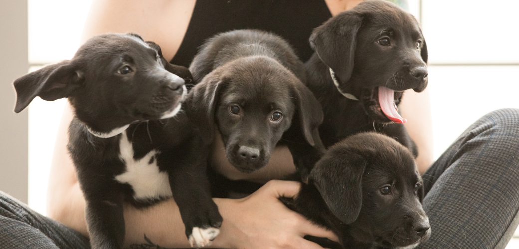 Black lab puppies