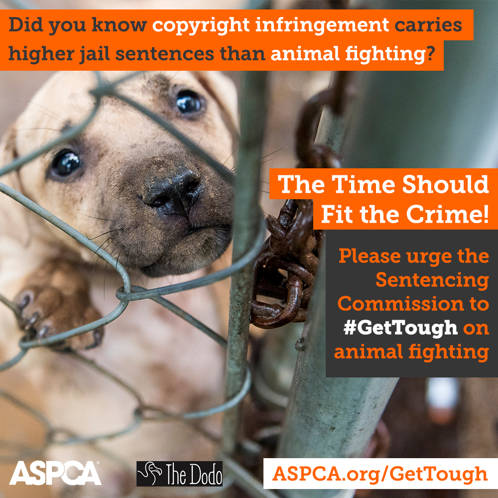 We Need Your Help! Now’s Our Chance to #GetTough on Animal Fighting