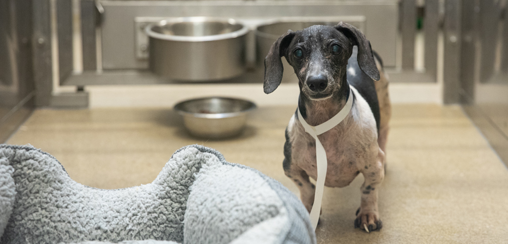 A Duo of Dachshunds Find Homes for the Holidays