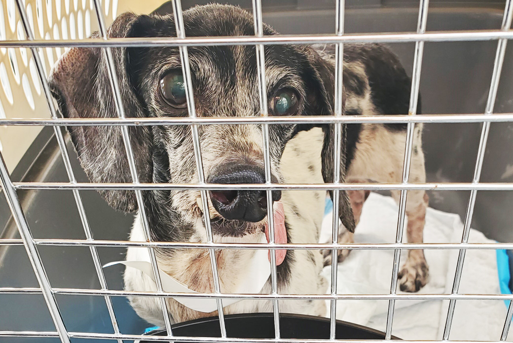 Freckles in crate