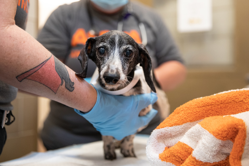 Freckles receiving care