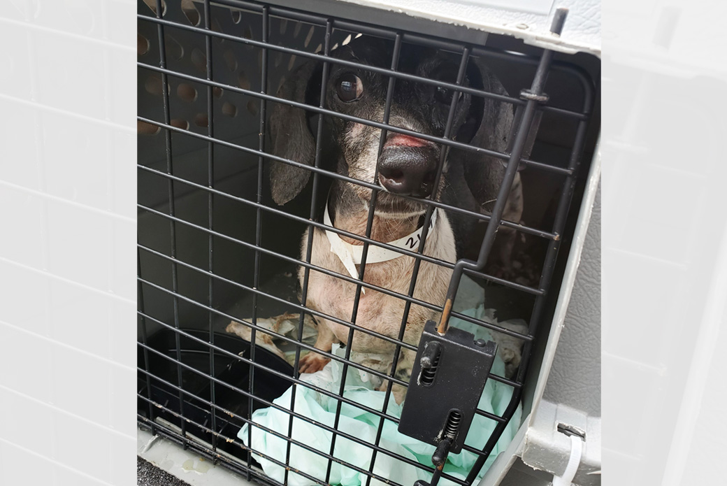 Buster in crate