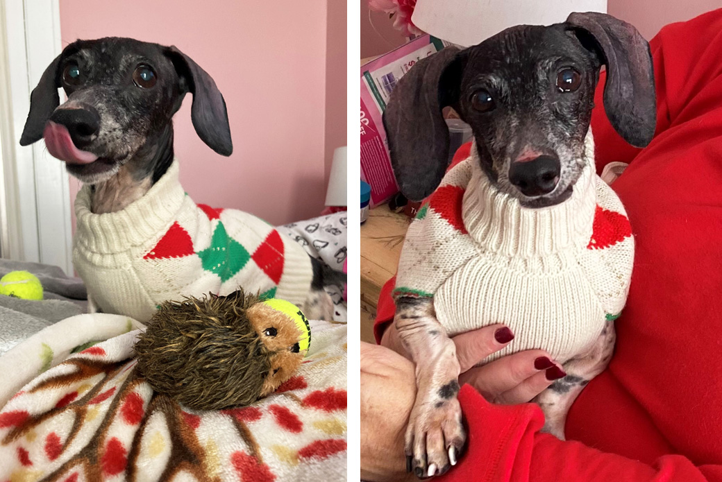 Buster at home wearing sweater