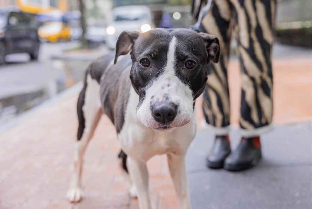 A black-and-white dog walking outside