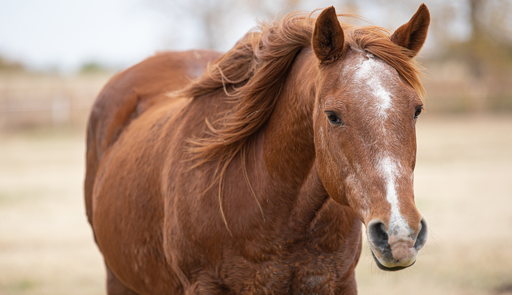 a brown horse with white on his nose and forehead