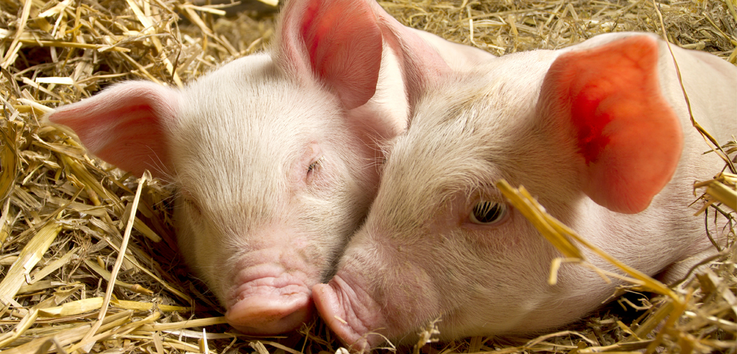 Pigs in straw