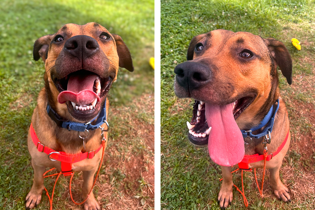 Two pictures of a brown dog smiling, tongue hanging out