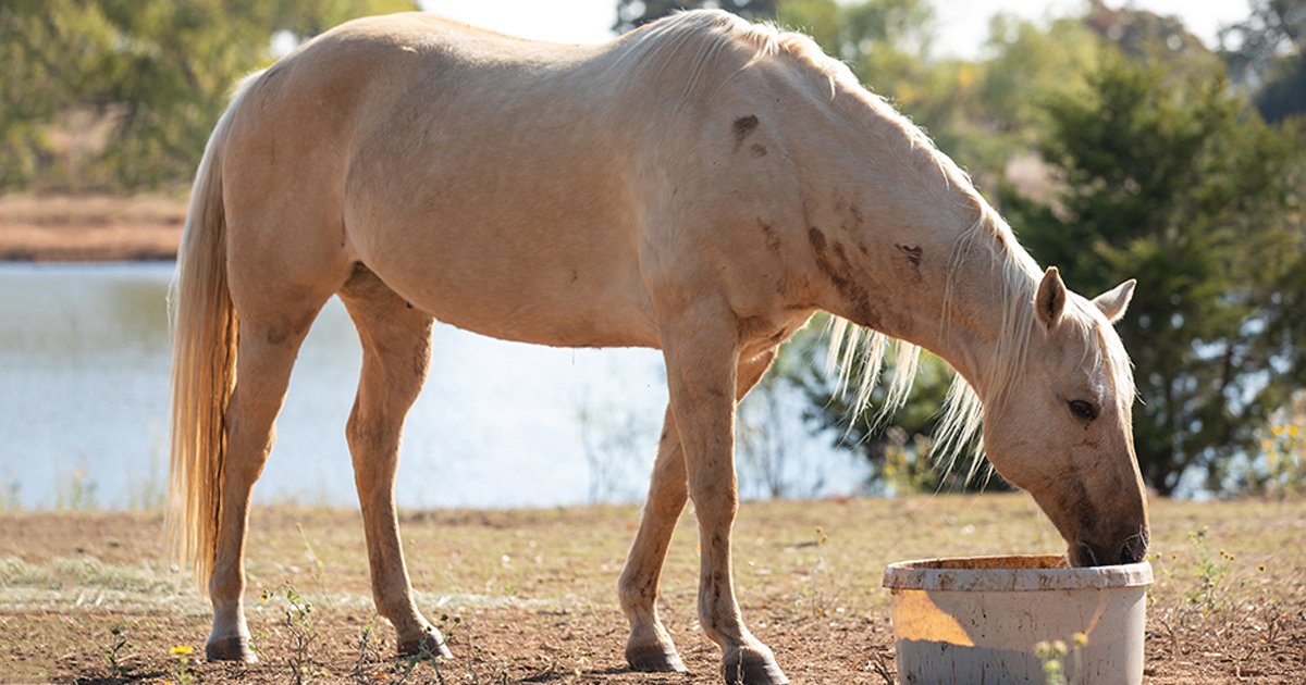 How to Keep Weight on Older Horses ASPCA