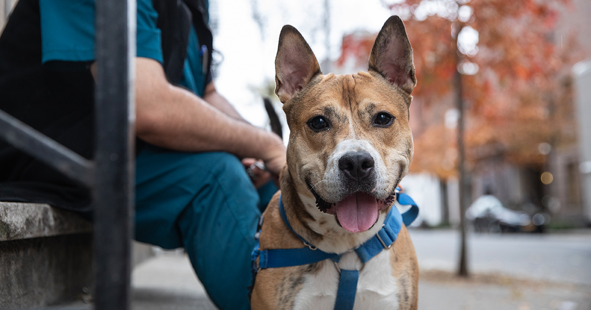 Thanksgiving Safety Tips That Will Keep Your Pets Feeling Thankful This ...