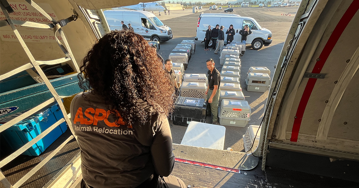 ASPCA Partners with Orange County Animal Care to Relocate More Than 100 ...