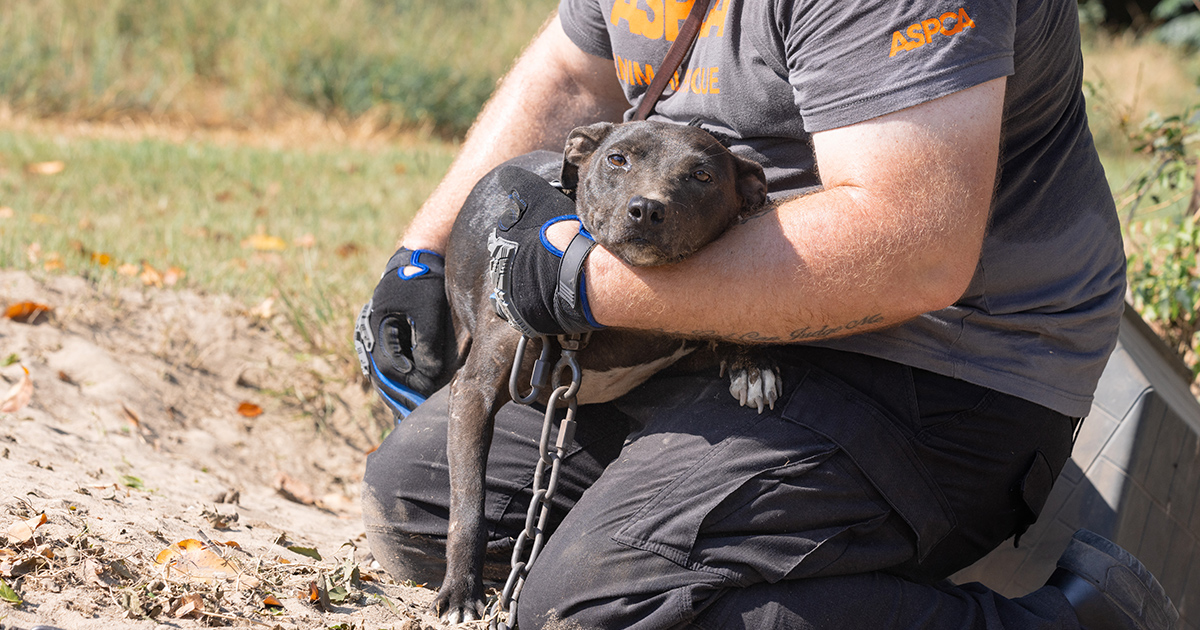 ASPCA Assists with the Rescue of 13 Dogs from Suspected Dogfighting | ASPCA
