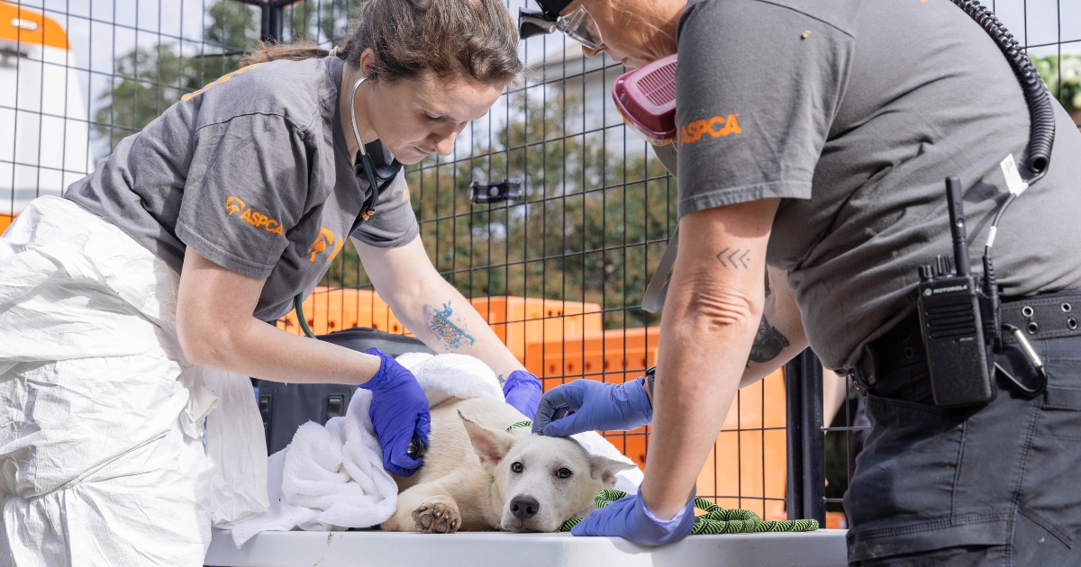 Aspca Rescue ASPCA Assists with Rescue of Nearly 20 Dogs from Hazardous Conditions ...