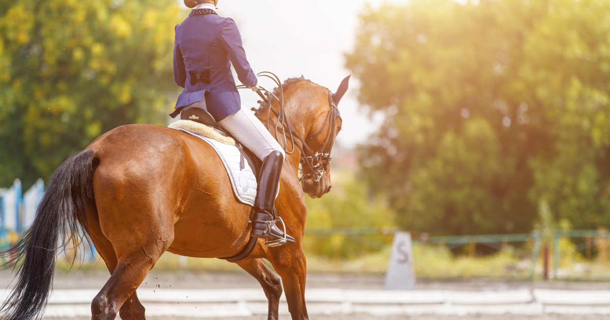 A Viewer’s Guide to the Olympic Equestrian Disciplines ASPCA
