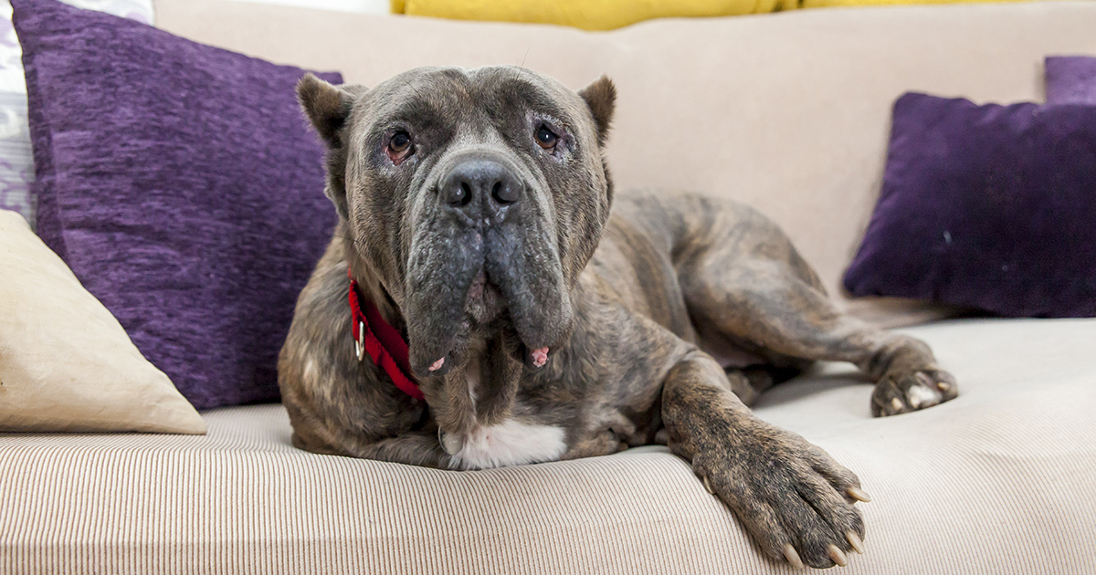 Support the Pets Belong with Families Act to Keep Pets and People Together ASPCA