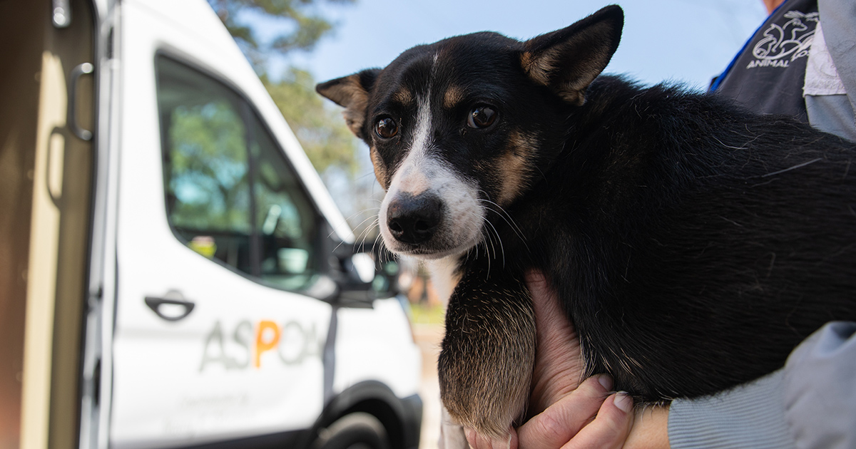 Keep Your Pet Safe and Calm During Natural Disasters | ASPCA