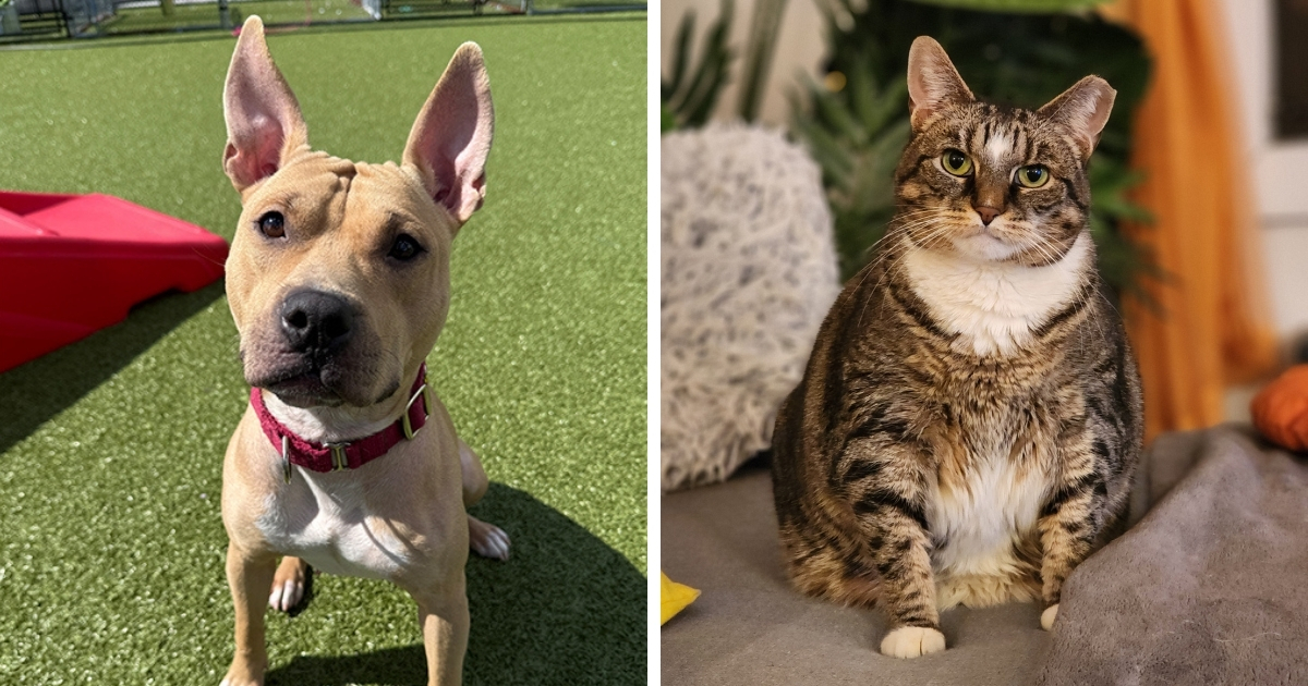 Getting Animals Meet the Cutest Adoptable Animals From Across the Country! | ASPCA