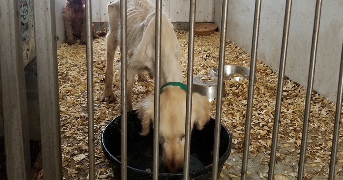 Honoring Goldie on No Pet Store Puppies Day ASPCA