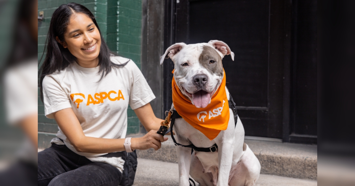 Can You Lend a Paw? ASPCA Fosters Are Urgently Needed! | ASPCA