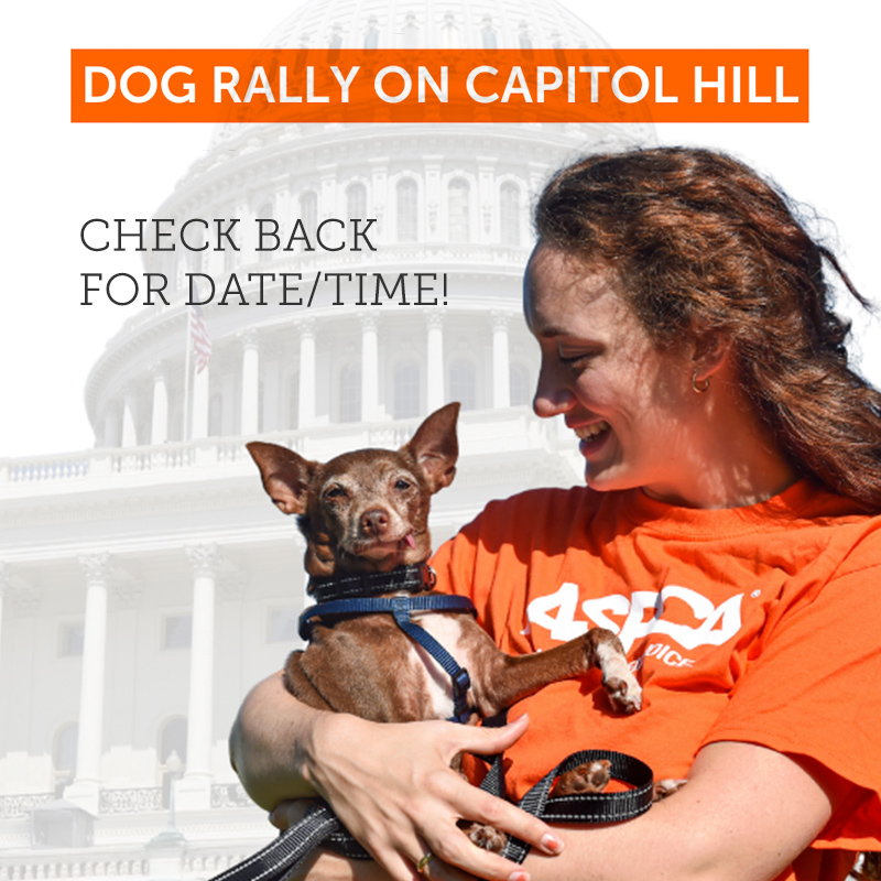 You’re Invited: Howl to the Hill! | ASPCA