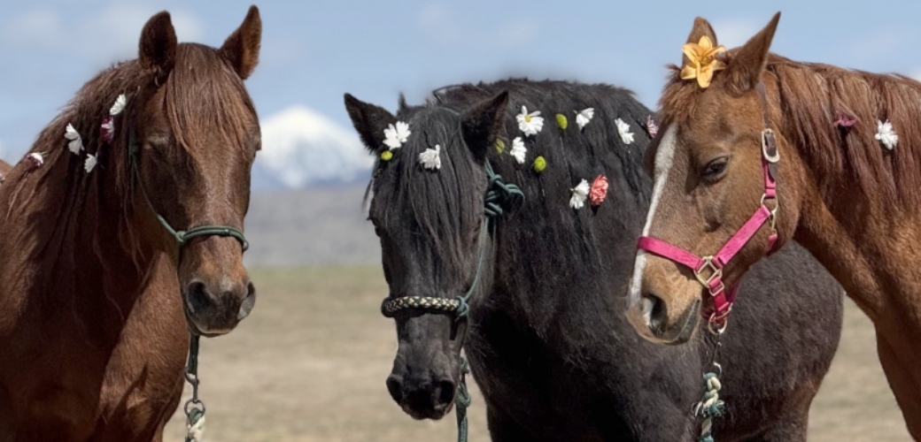 Three horses with flowers in their hair