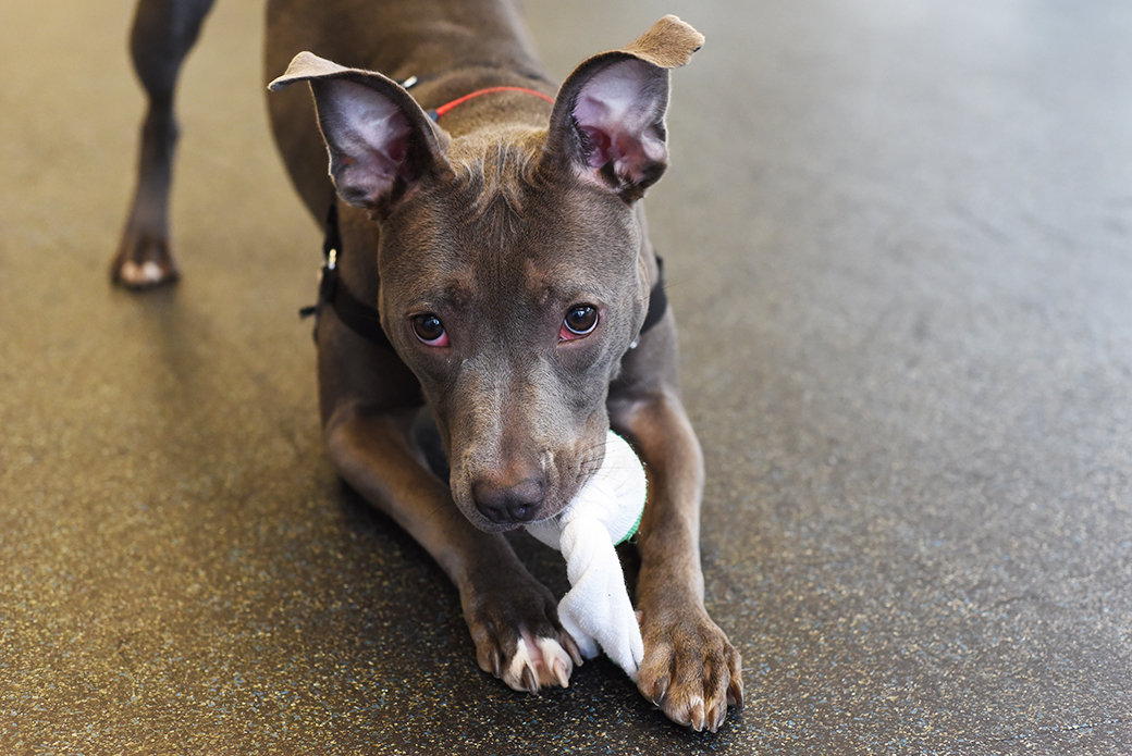 Little with a chew toy