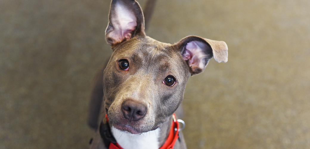 ASPCA Happy Tail: Little