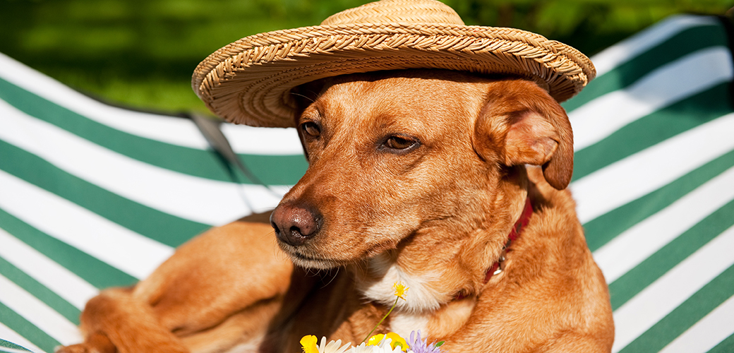 dog with straw hat