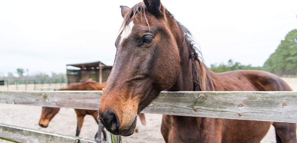 Why horses need our help