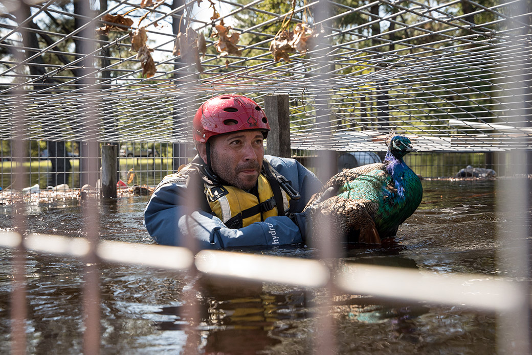 a responder rescuing a peacock