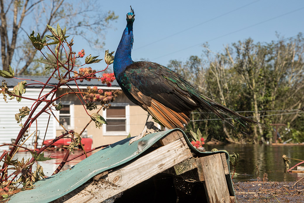 a stranded peacock