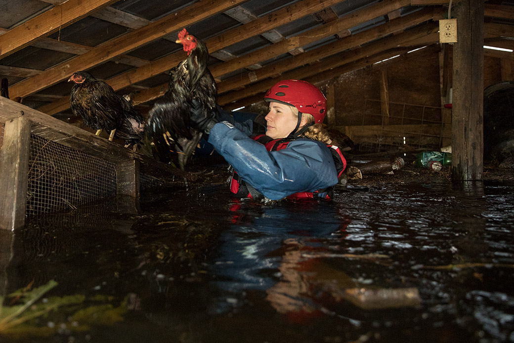 a responder rescuing a chicken