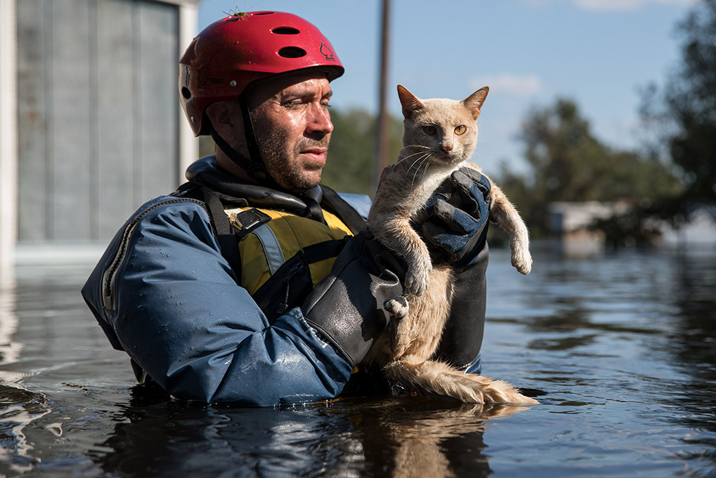 a responder rescuing a cat