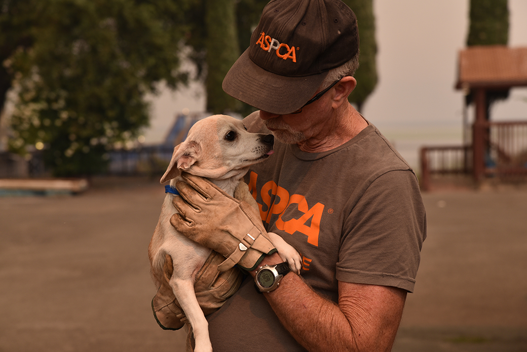 responder holding a dog