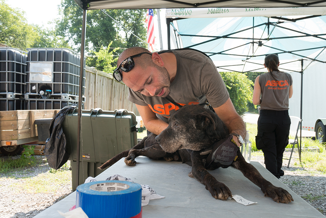 Rescue from failed sanctuary near Nashville