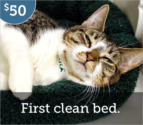 first bed