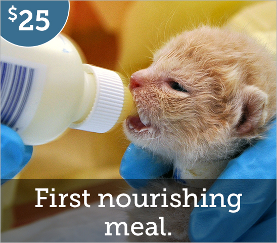 first meal