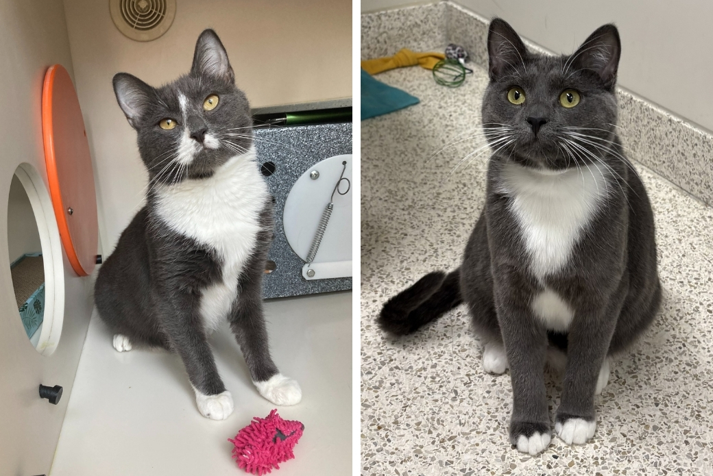 A cat playing with a toy and a cat sitting on the floor
